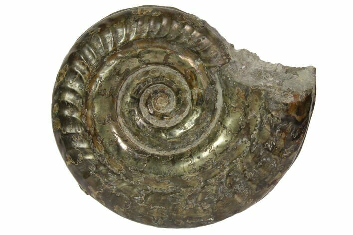 Fossil Pyritized Ammonite (Hildoceras)- England #119391